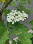 山楂花