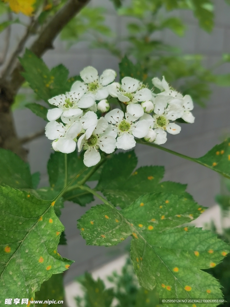 山楂花