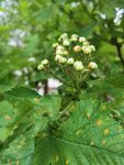 山楂花