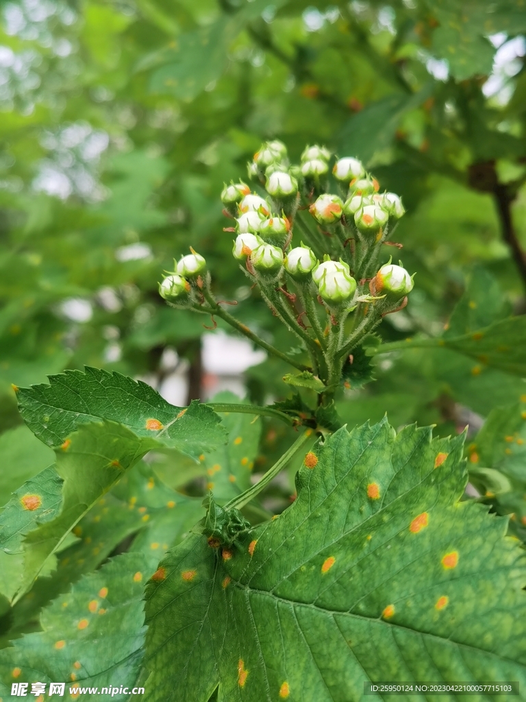 山楂花