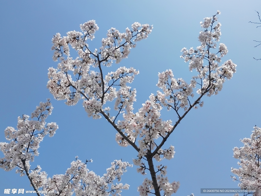 樱花枝头