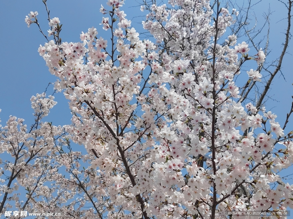 江户樱花