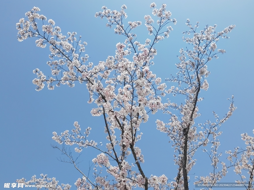 东京樱花