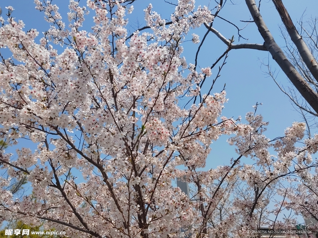 樱花盛开