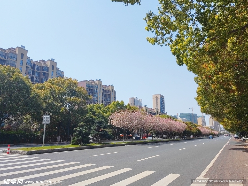 海棠花盛开的街道