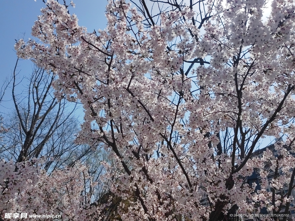 白色樱花