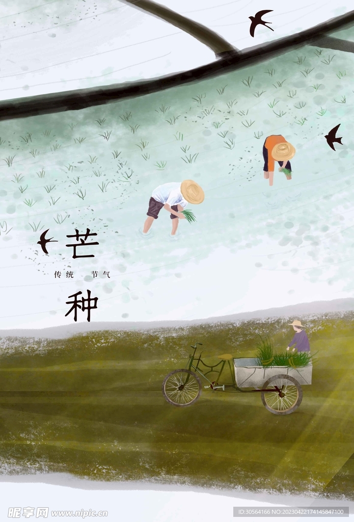 芒种