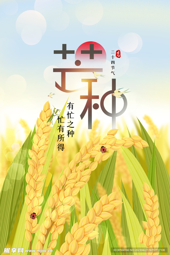 芒种