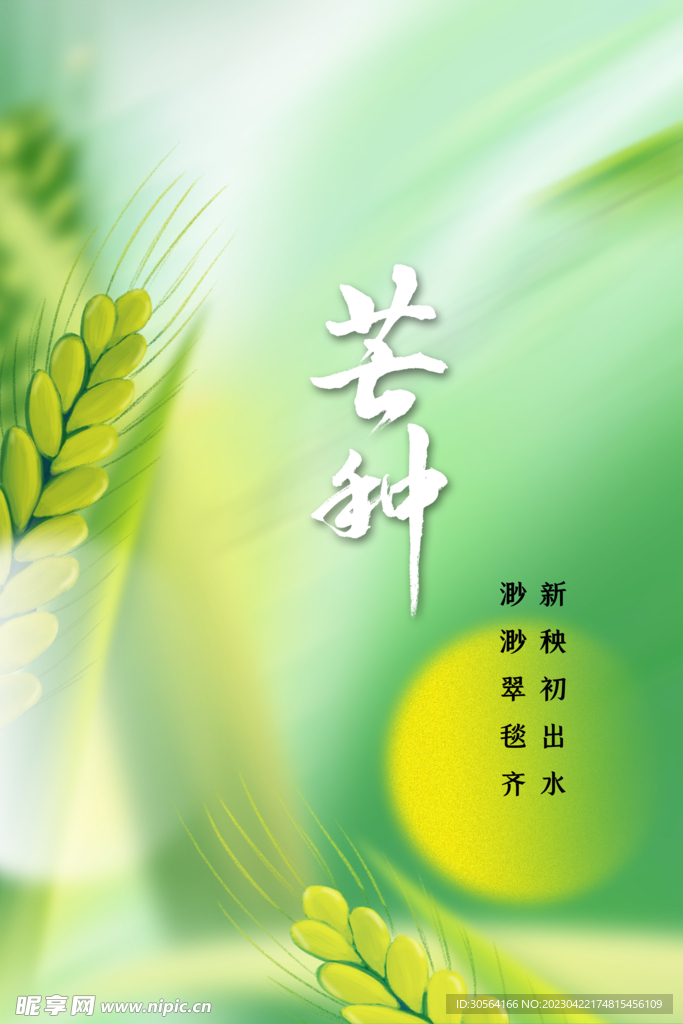 芒种