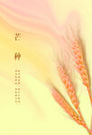 芒种