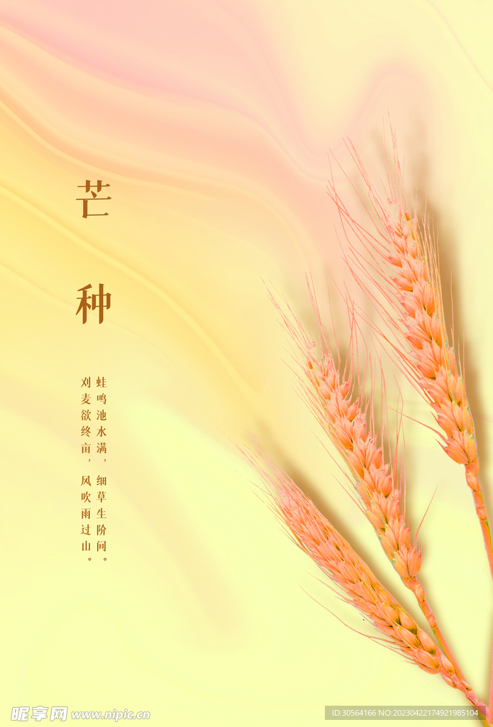 芒种