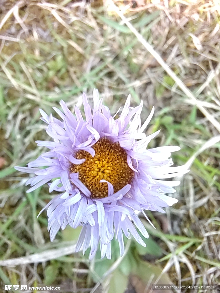 花朵 户外野花