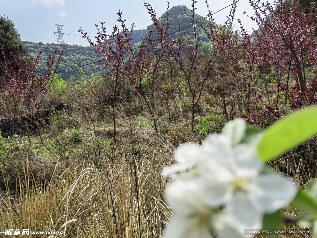 农村  山地 鲜花