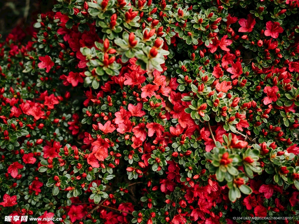 花
