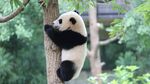 熊猫panda图片