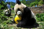熊猫panda图片