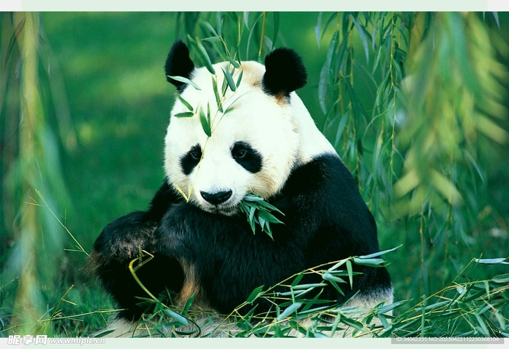 熊猫panda图片摄影图__野生动物_生物世界_摄影图库_昵图网nipic.com