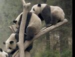 熊猫panda图片