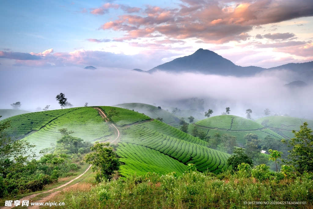 云雾茶山