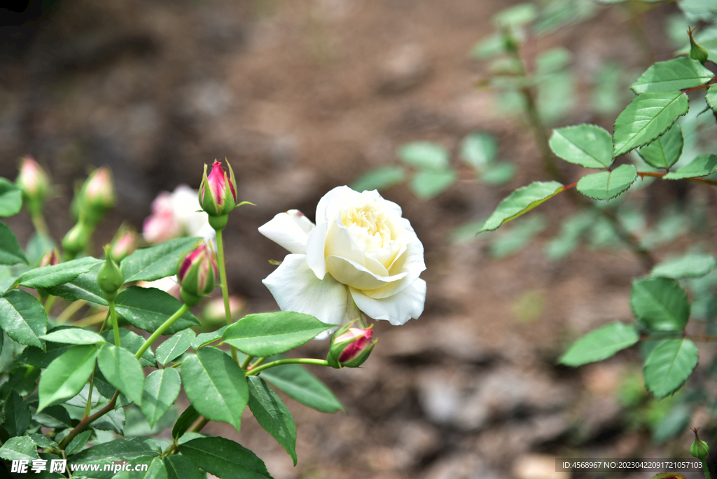 月季花