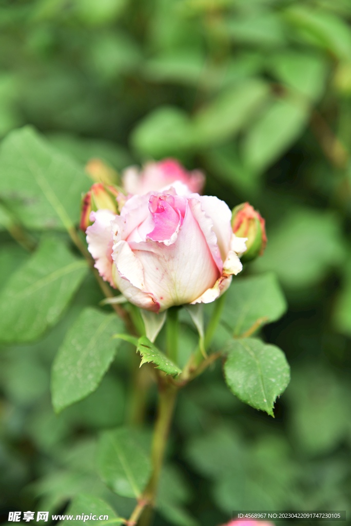 月季花