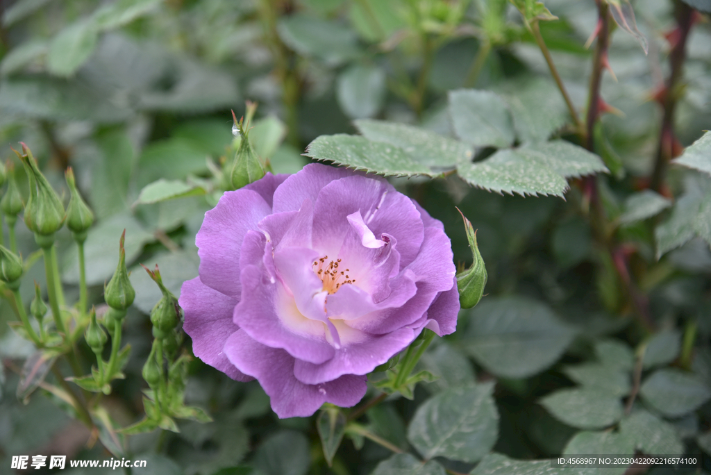 月季花