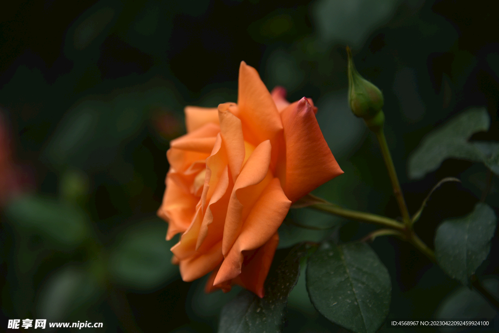 月季花