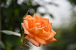 月季花