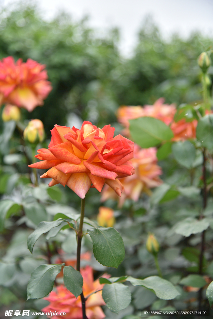 月季花