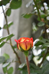 月季花