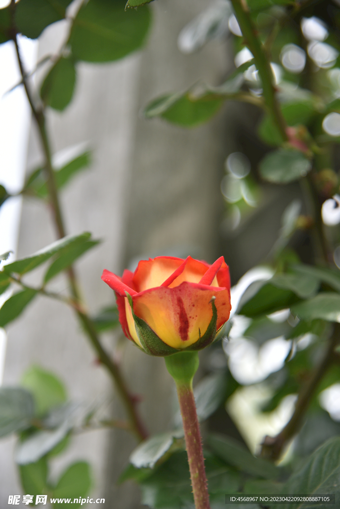 月季花