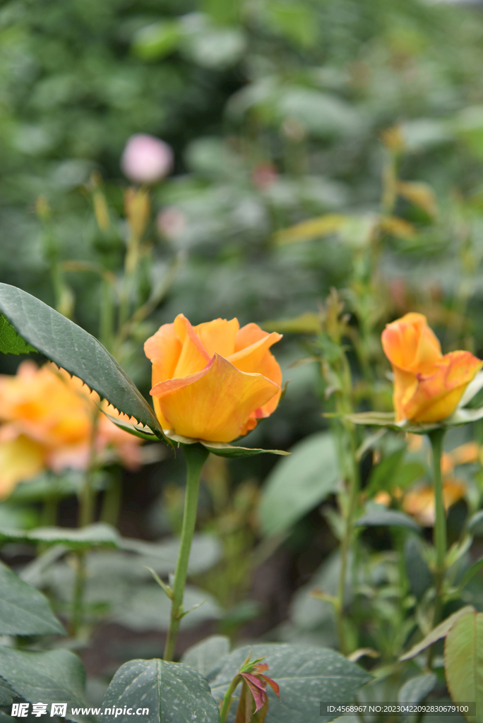 月季花