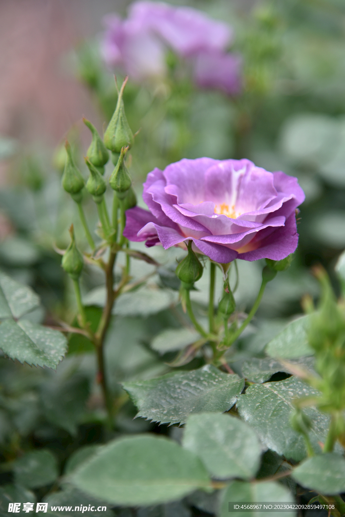 月季花