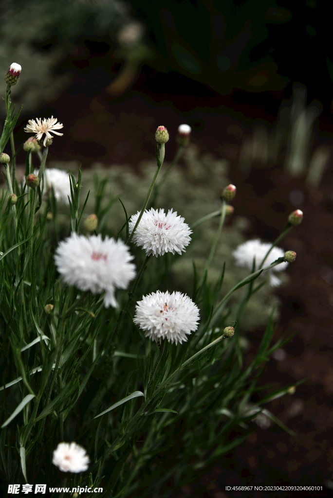 白花矢车菊