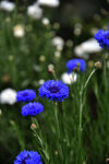 蓝花矢车菊