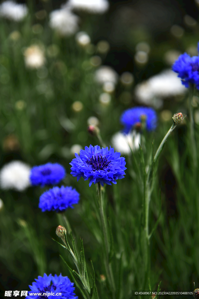 蓝花矢车菊