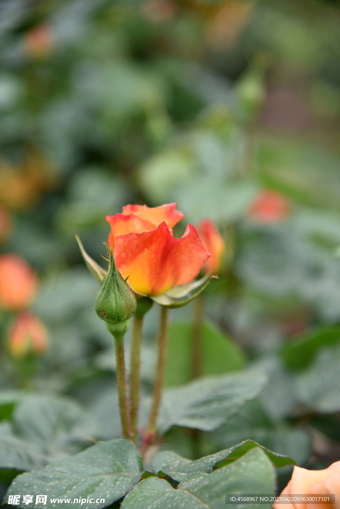 月季花