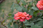 月季花