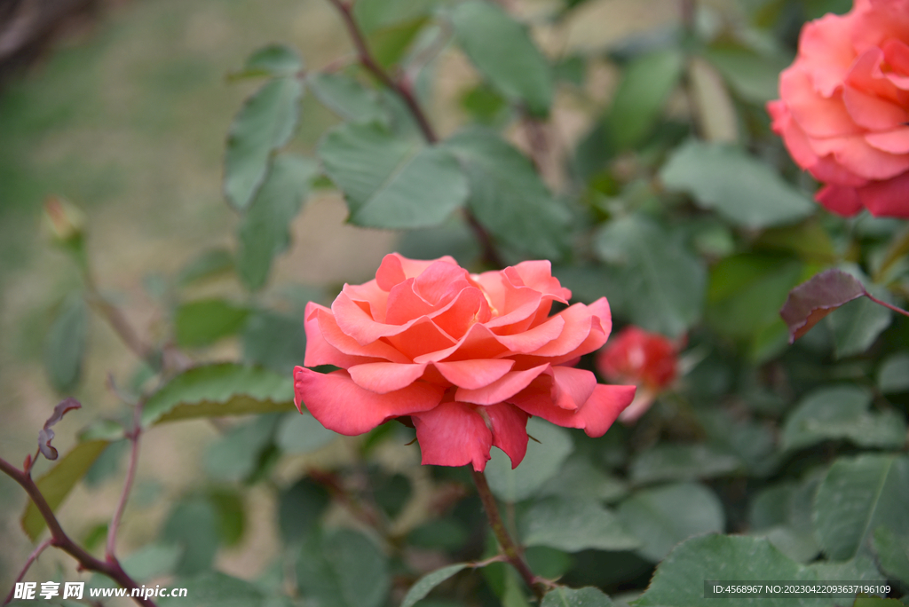月季花