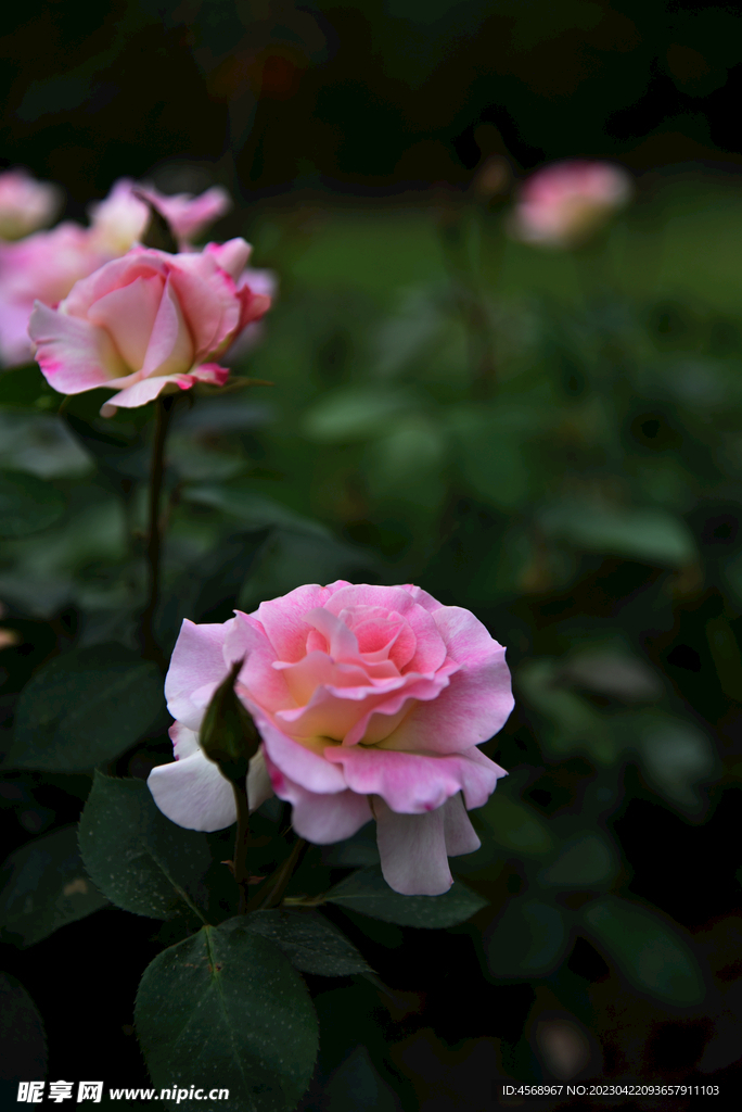 月季花
