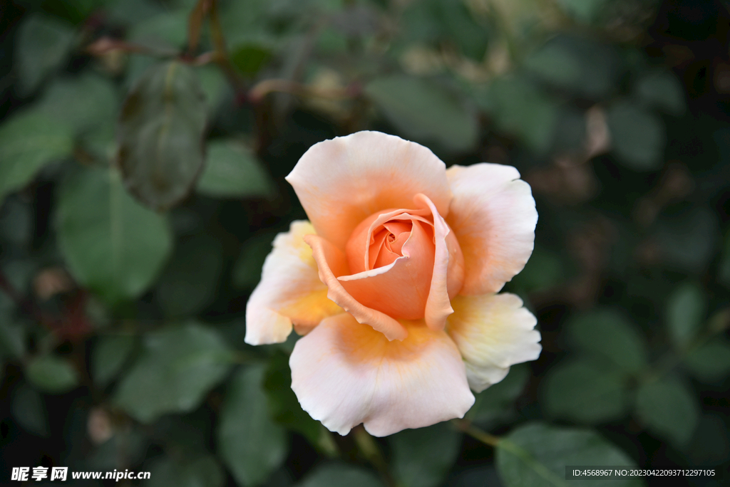 月季花