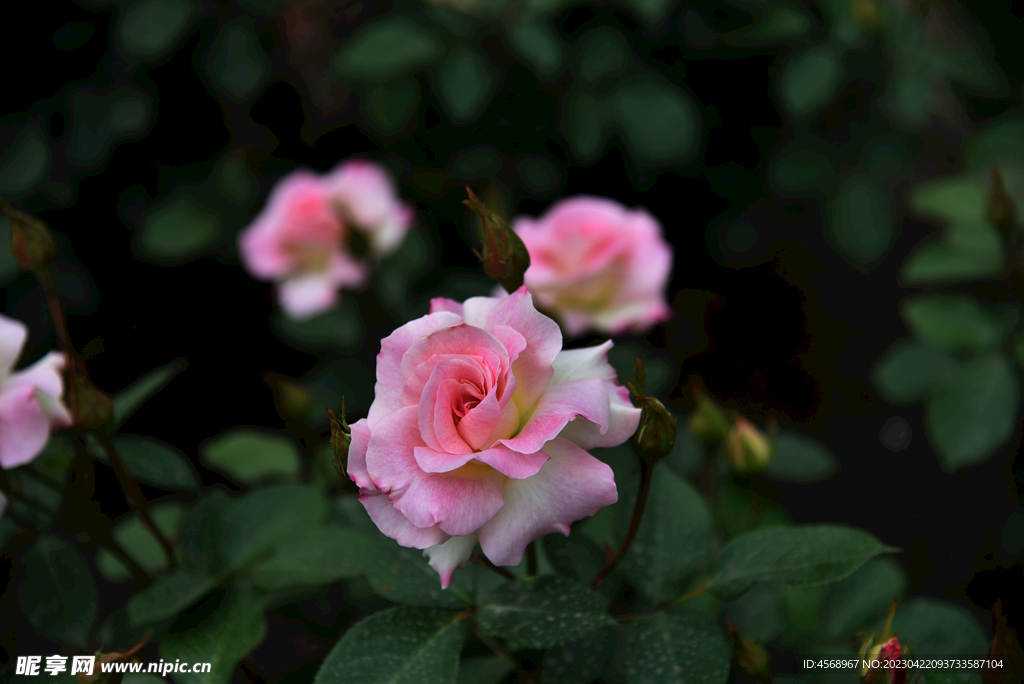月季花