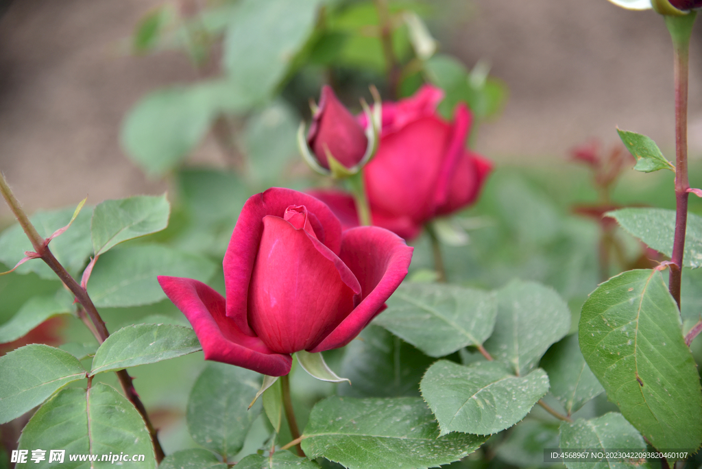 月季花