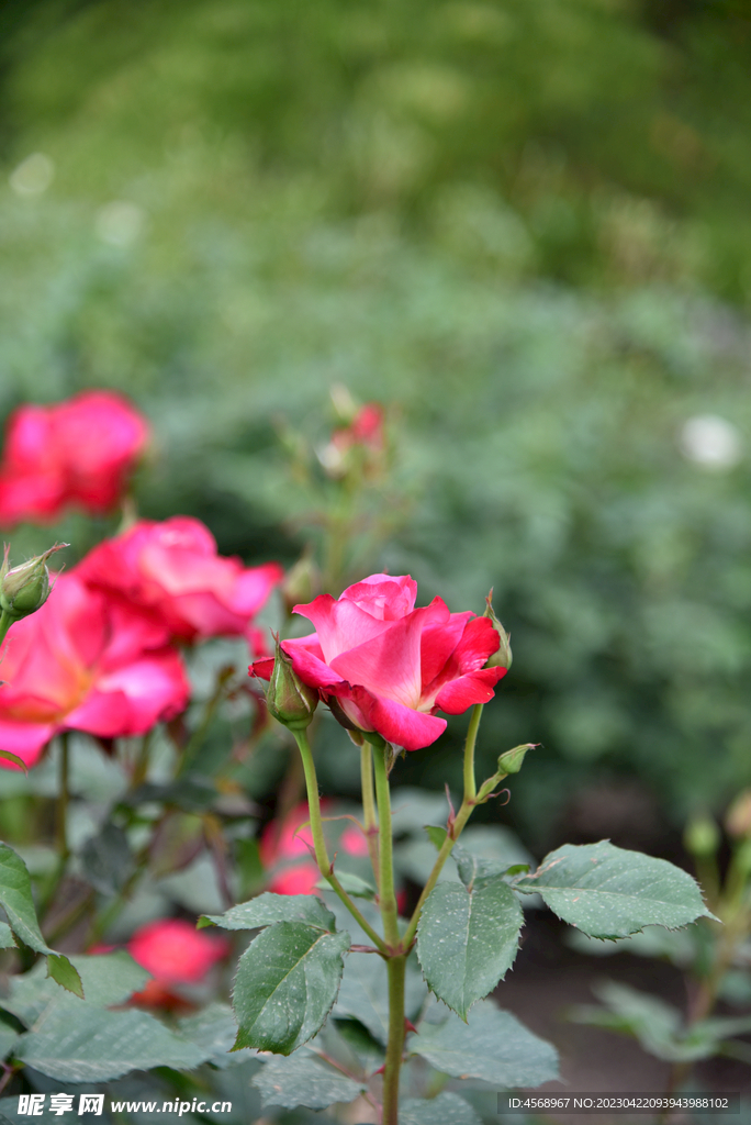 月季花