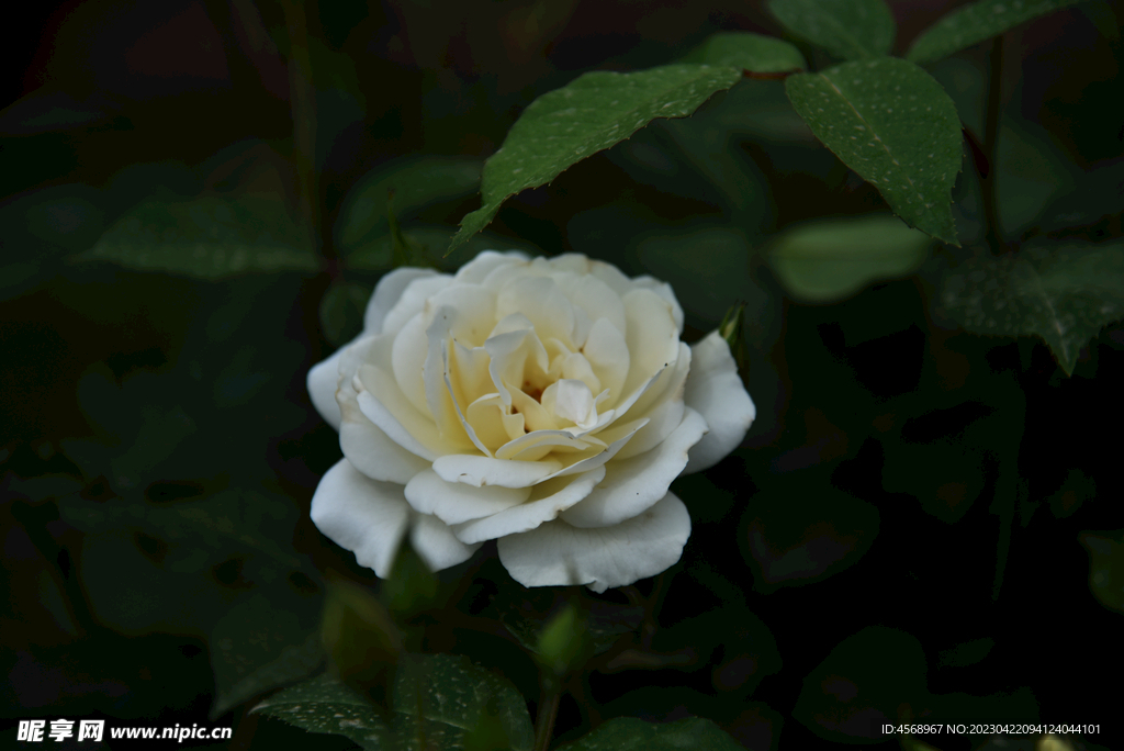 月季花