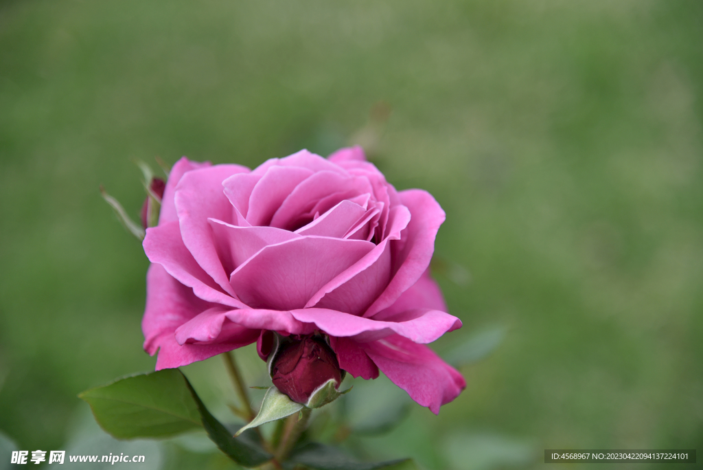 月季花