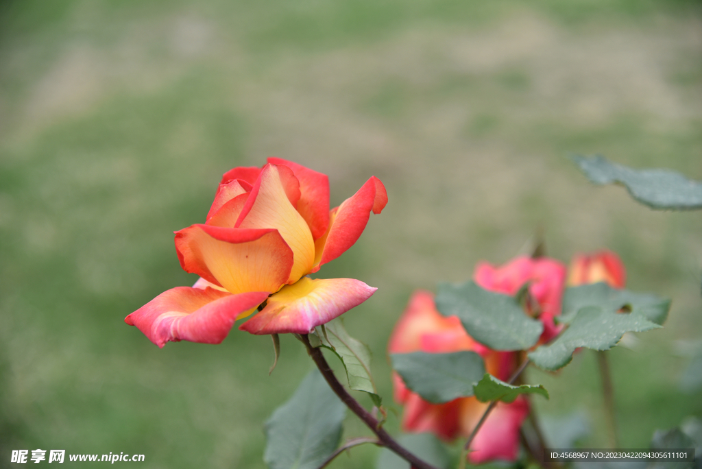 月季花