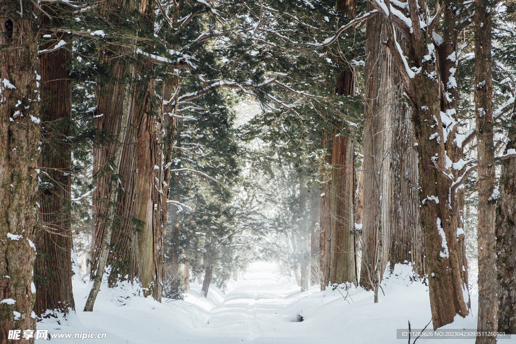 雪地松林