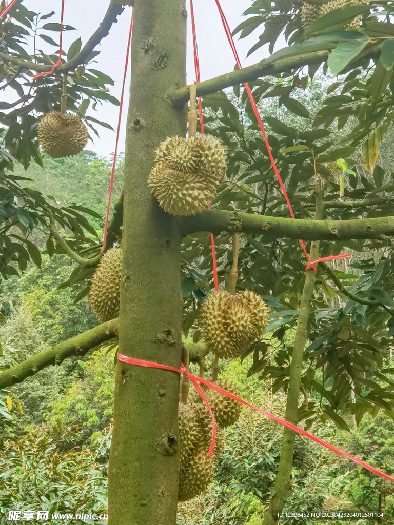 榴莲