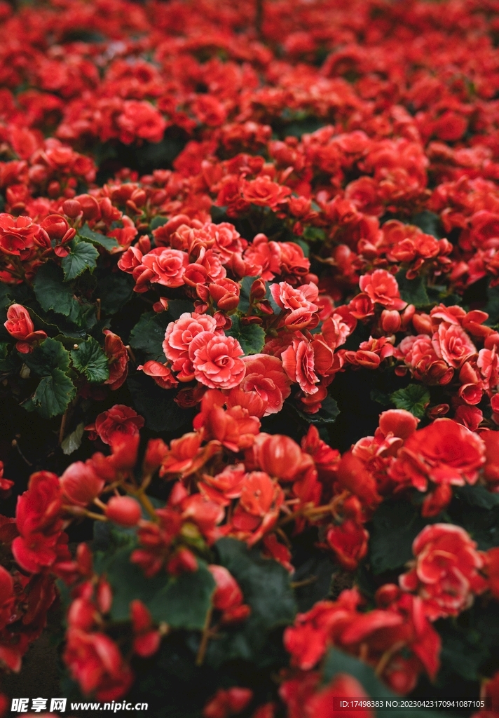 月季花